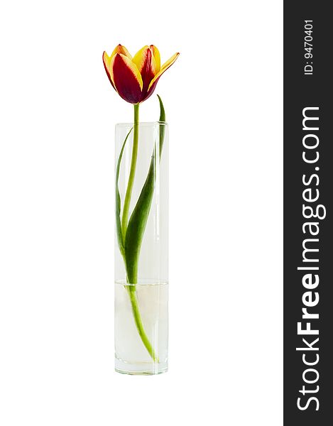 Red tulip in vase