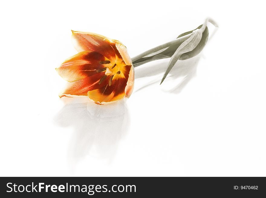Red tulip isolated on white background. Red tulip isolated on white background