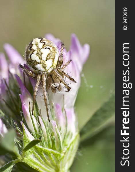 A spider sits on a flower spider web. A spider sits on a flower spider web