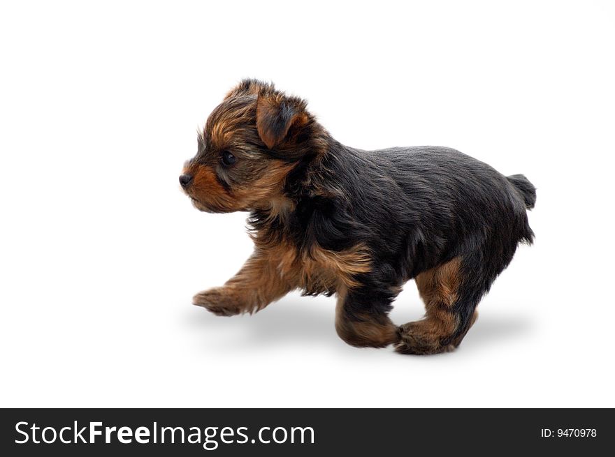 Small brown dogie having fun of life - isolated on white background. Small brown dogie having fun of life - isolated on white background