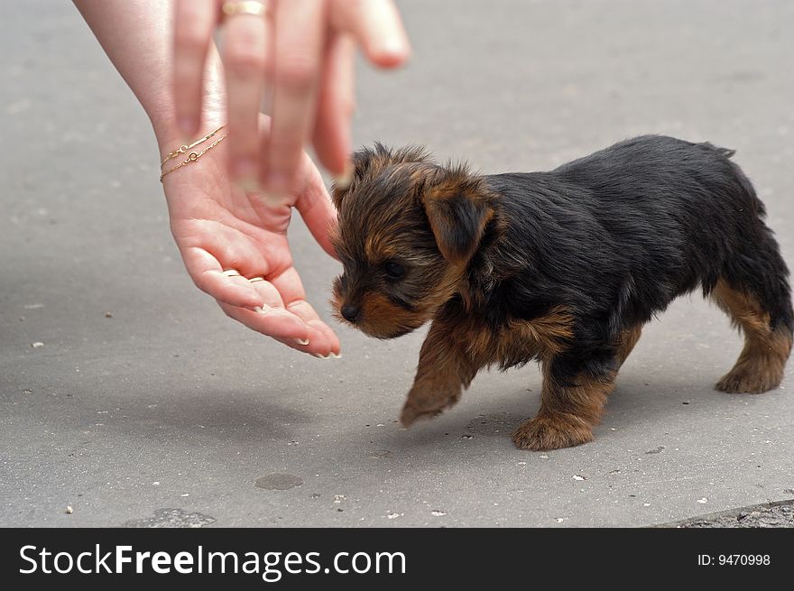 Small brown dogie having fun of life, fascinating size contrast of human hands a dogie body. Small brown dogie having fun of life, fascinating size contrast of human hands a dogie body