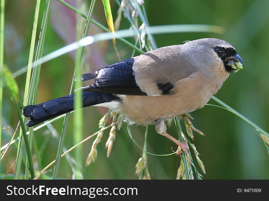 Wild bird on branch in high mountain