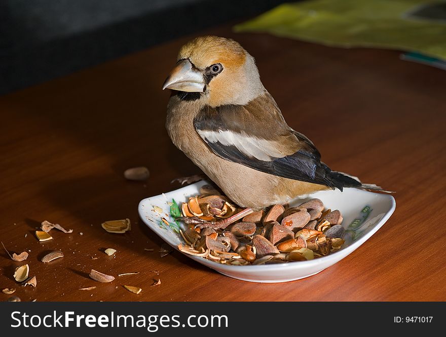 A close-up of the bird hawfinch on cup with nuts. A close-up of the bird hawfinch on cup with nuts.