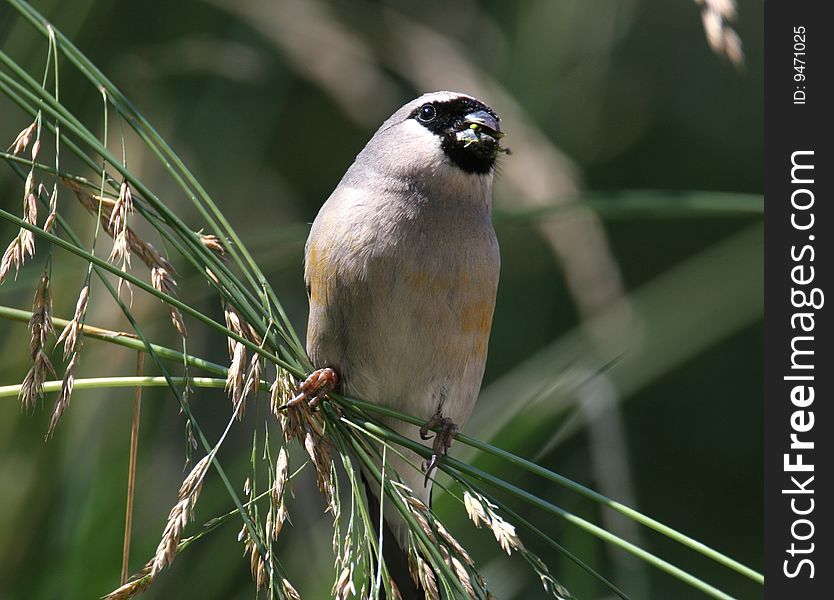 Wild Bird On Branch