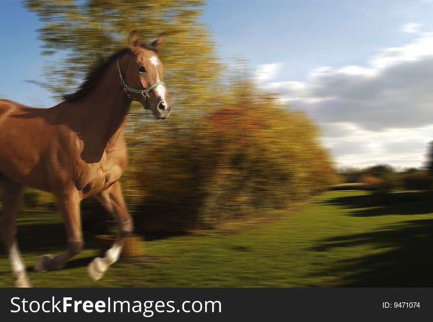 Galloping horse in beautiful scenery