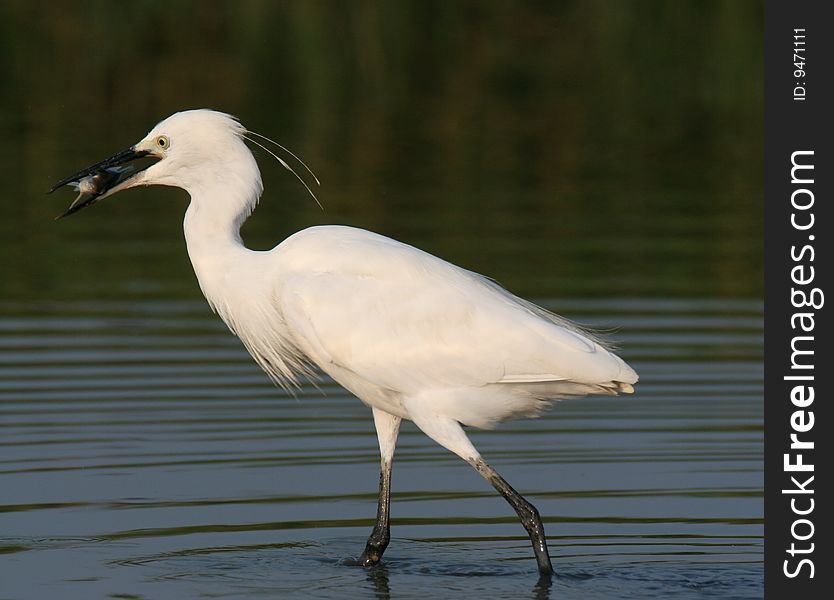 Egret in water