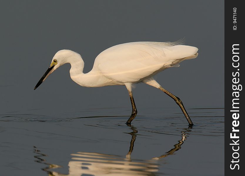 Egret In Water