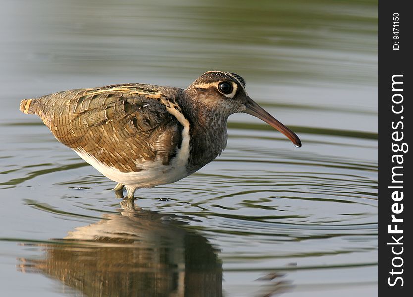 The wild bird in water with pure background. The wild bird in water with pure background