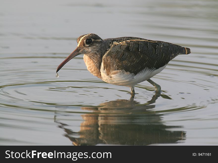 The wild bird in water with pure background. The wild bird in water with pure background