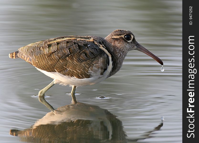 The wild bird in water with pure background. The wild bird in water with pure background