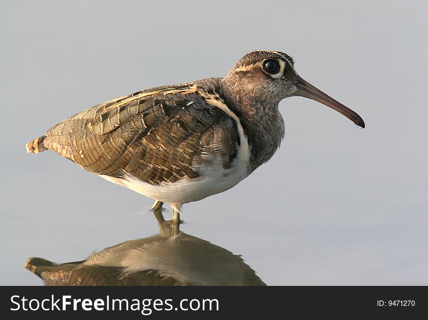 Wild Bird  In Water