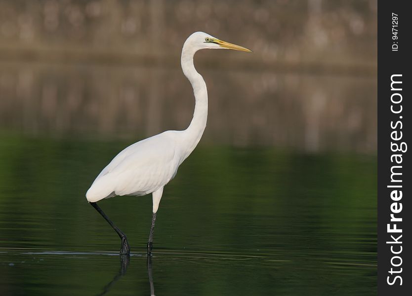 Egret in water