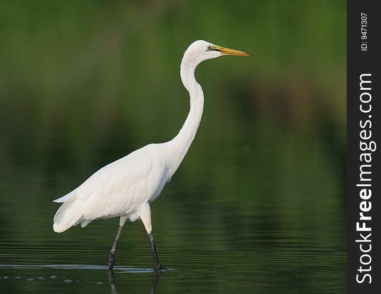 White egret in water against green background