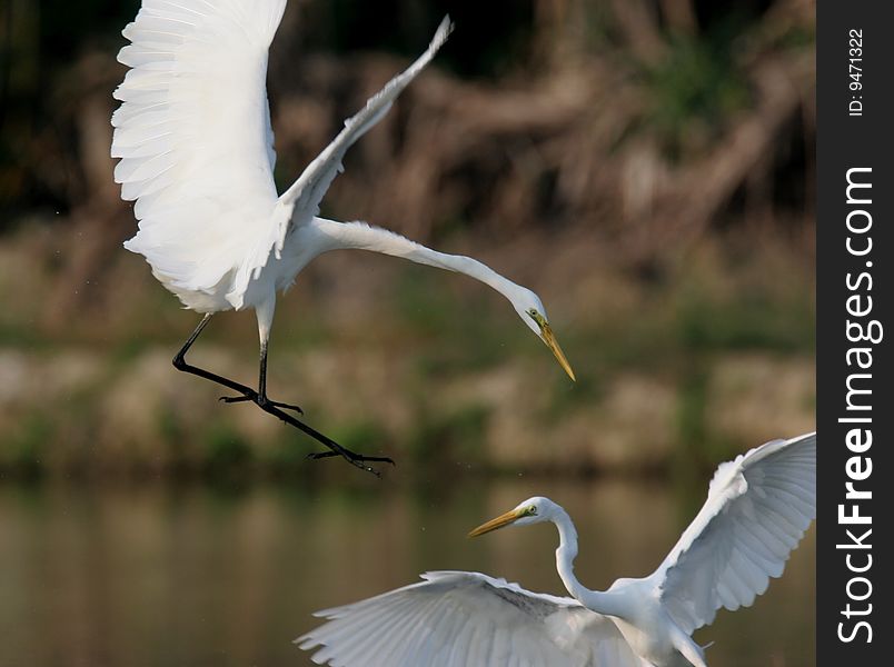 Egret In Water