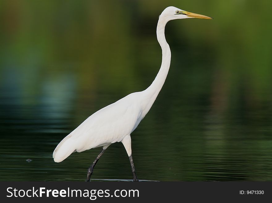 Egret in water