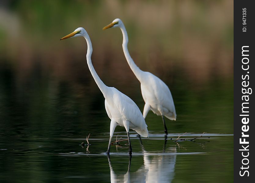 Two White egret in water against green background. Two White egret in water against green background