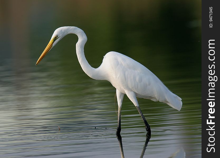 Egret in water against pure background