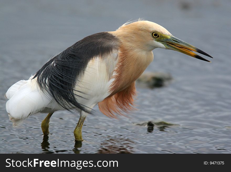 The wild bird in water with pure background. The wild bird in water with pure background