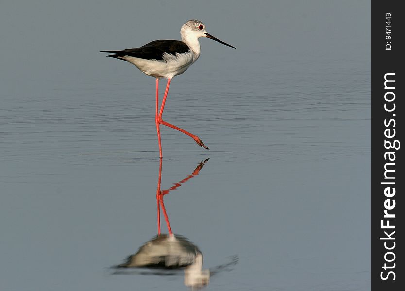 The wild bird in water with pure background. The wild bird in water with pure background