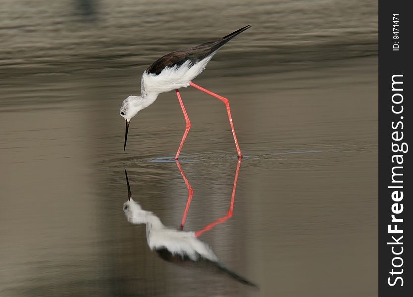 The wild bird in water with pure background. The wild bird in water with pure background