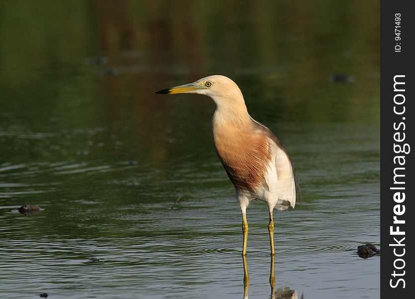 Egret in water against pure background