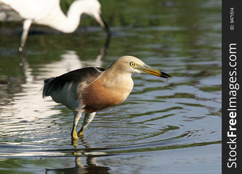 Egret in water