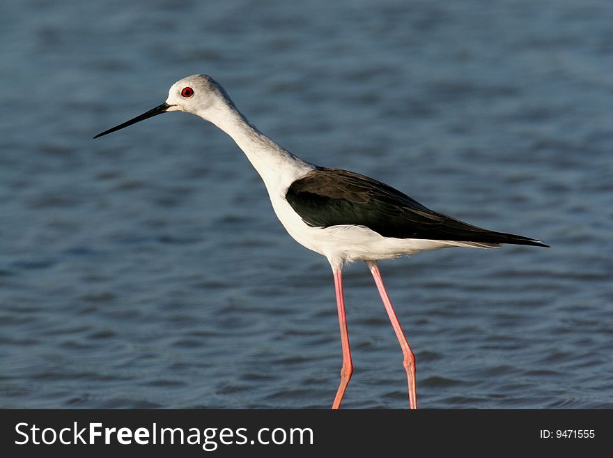 The wild bird in water with pure background. The wild bird in water with pure background