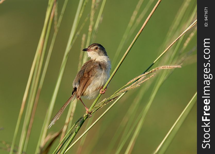 Wild bird on branch in high mountain