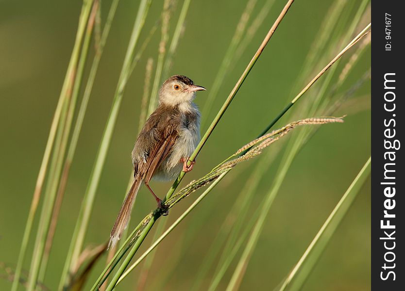 Wild bird on branch in high mountain