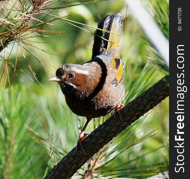 Wild bird on branch in high mountain