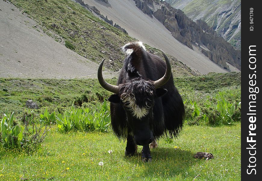 Yak, mountain area, King of mountain. Yak, mountain area, King of mountain