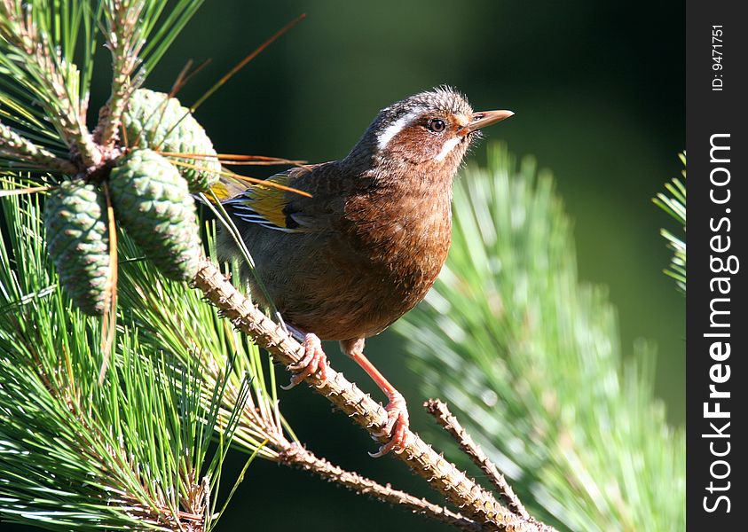 Wild bird on branch in high mountain