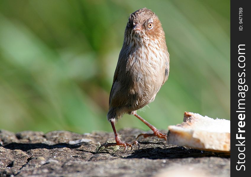 Wild bird on ground in high mountain