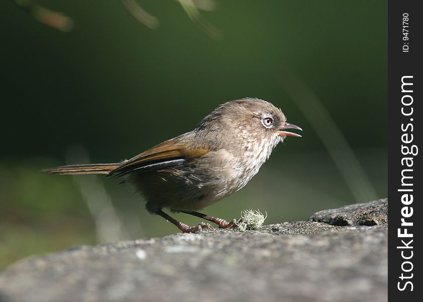 Wild Bird On Ground