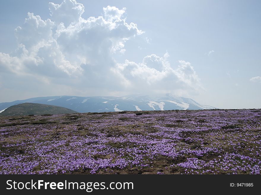 In spring in the mountains of Bulgaria you walk through а vast crocus fields