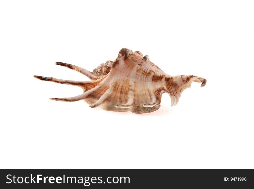 Sea cockleshells from the tropical seas on a white background