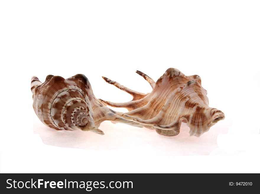 Sea cockleshells from the tropical seas on a white background