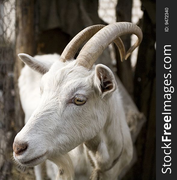 A goat of horn is a beard
