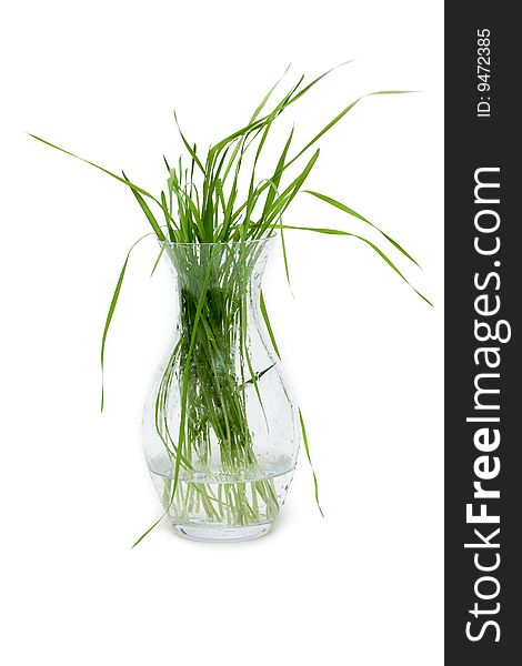 Bunch of the green herb in glass pitcher with water, dripped grow