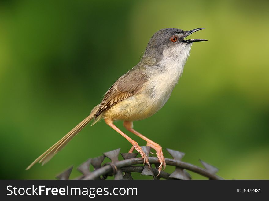 Wild bird on steel wire against pure background