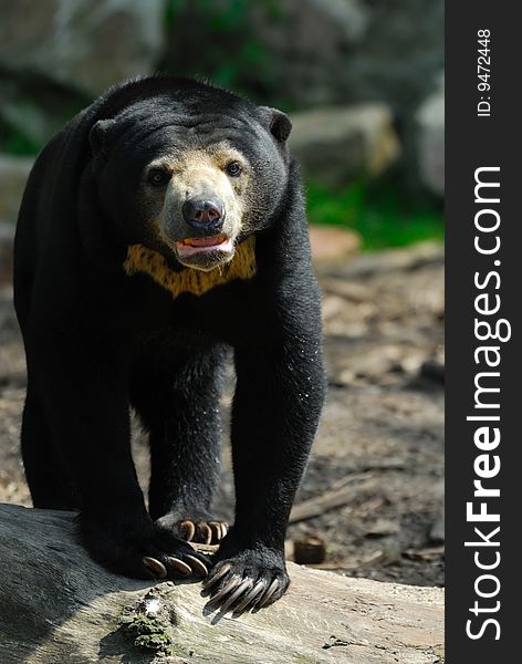 Close up of a Malayan Sun Bear (Helarctos malayanus)