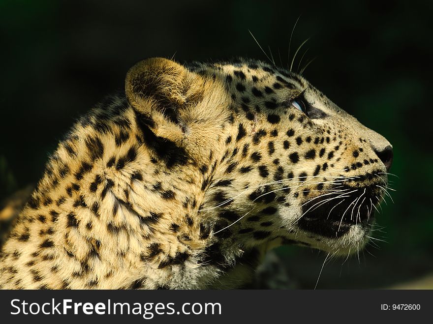 Sri Lanka Leopard