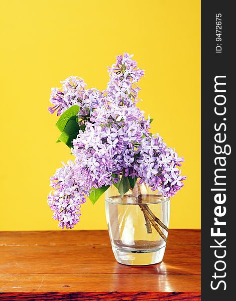 Fragrant fresh picked purple lilacs with stems in water filled cup on wood antique table in front of yellow background