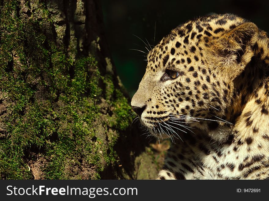 Sri Lanka Leopard (Panthera pardus kotiya)