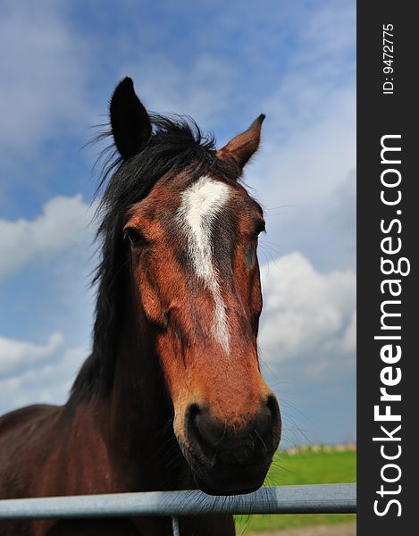 Portrait of a Beautiful brown horse