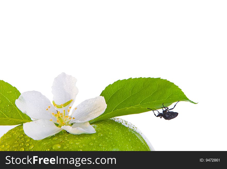 Green apple and bug, isolated on white