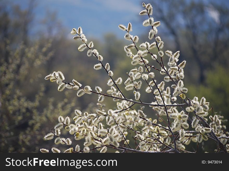 Tree branches with buds in spring