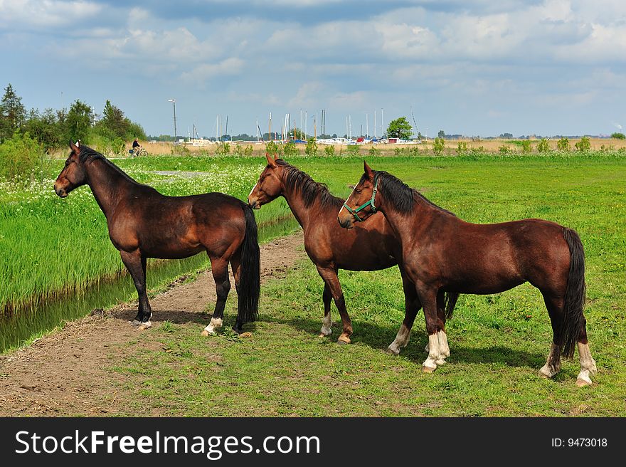 Beautiful brown horse