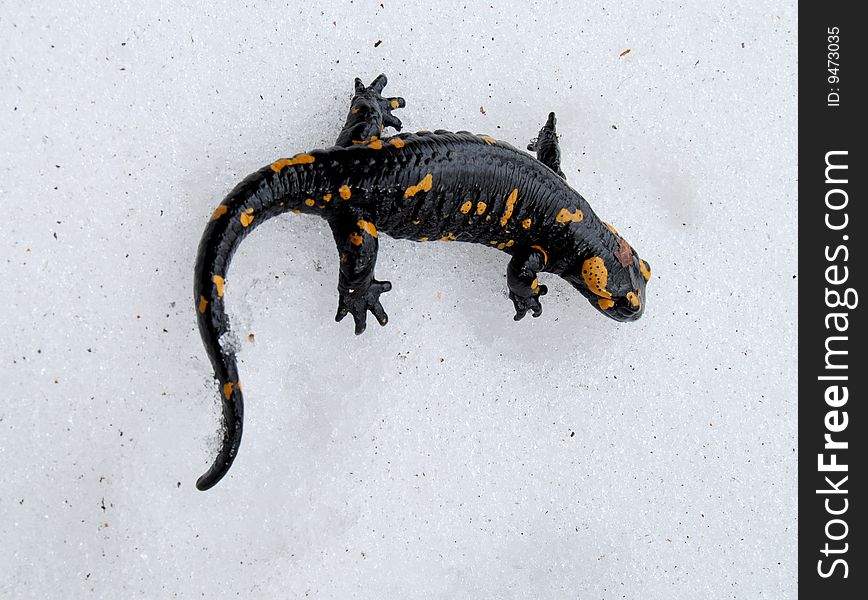 This small salamander was crossing a big snow-drift in early spring. This small salamander was crossing a big snow-drift in early spring