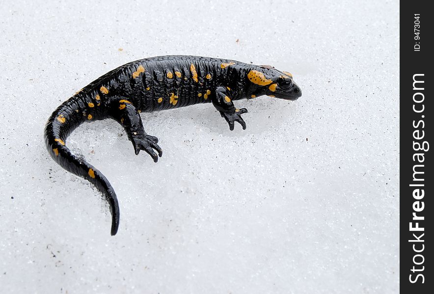 This small salamander was crossing a big snow-drift in early spring. This small salamander was crossing a big snow-drift in early spring